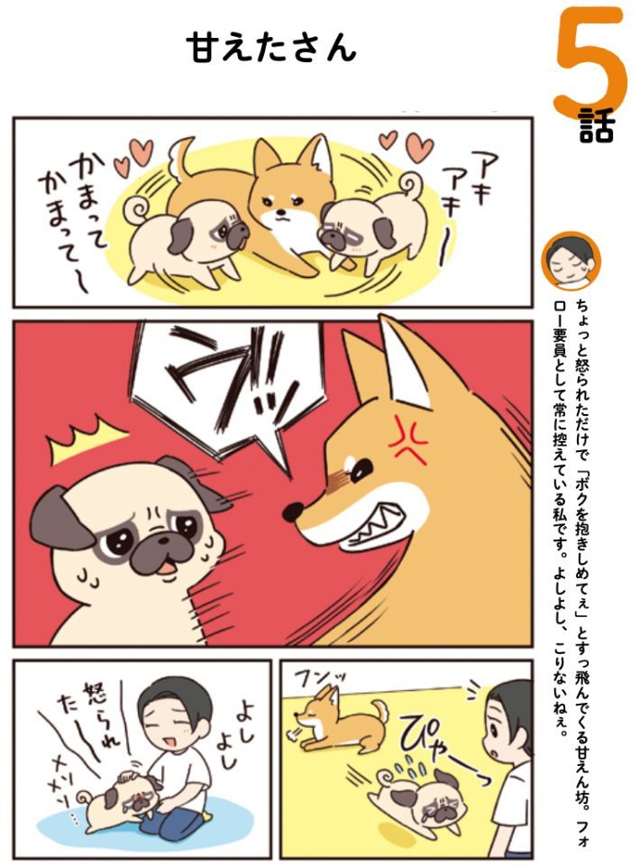 まるでドMと女王様?! パグと柴犬のドタバタな日常が笑える〈マンガ〉