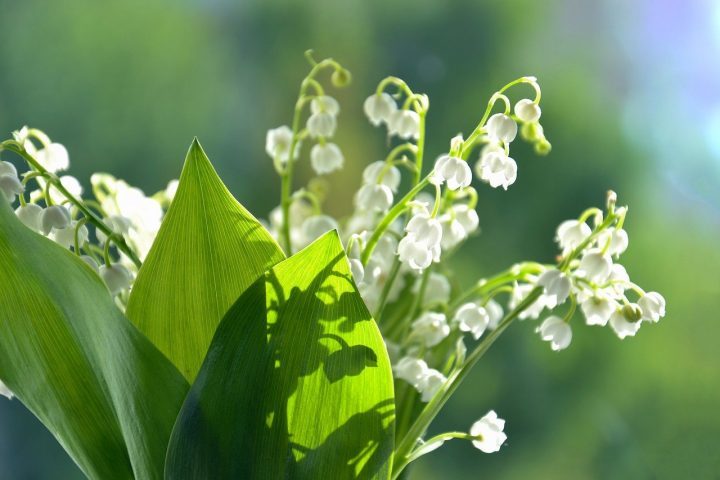 5月に適した時候の挨拶総まとめ。暖かい若葉の季節にぴったりな言葉をご紹介