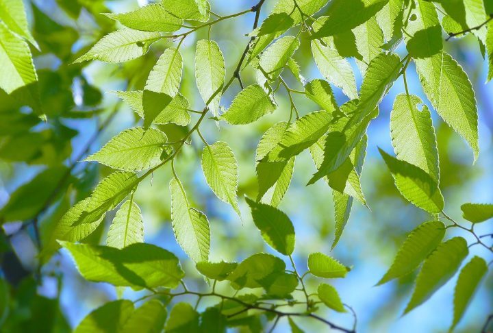 5月に適した時候の挨拶総まとめ。暖かい若葉の季節にぴったりな言葉をご紹介