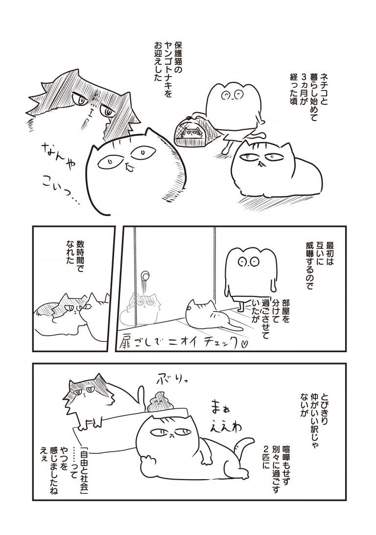 猫のケンカを仲裁したら大変なことに…。ゲイ作家もちぎさんが描く“猫との生活”＜漫画＞