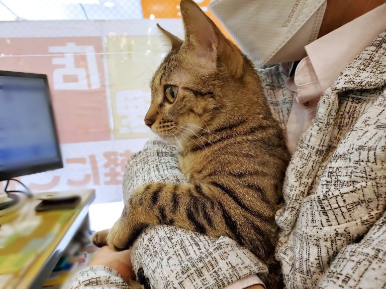 猫と一緒に出勤できる！“猫好き不動産屋”の日常が天国、うらやましいっ