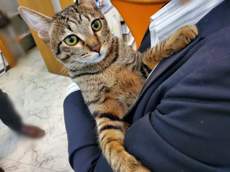 猫と一緒に出勤できる！“猫好き不動産屋”の日常が天国、うらやましいっ