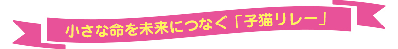  「子猫リレー事業」ってどんな活動なの？