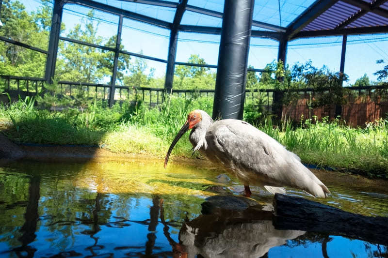 佐渡金山・トキの森公園も！佐渡の人気名所をめぐる1泊2日観光モデルコース1.jpg