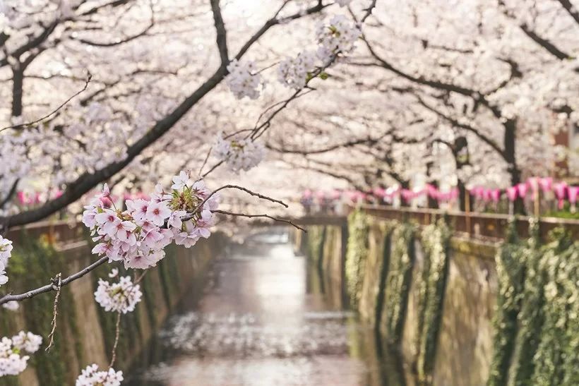 【ホテル雅叙園東京】館内レストランや宿泊でお花見気分を堪能 “桜のおもてなし”を開催 売上の一部を「目黒のサクラ基金」へ寄付し目黒の桜の老齢化問題を支援