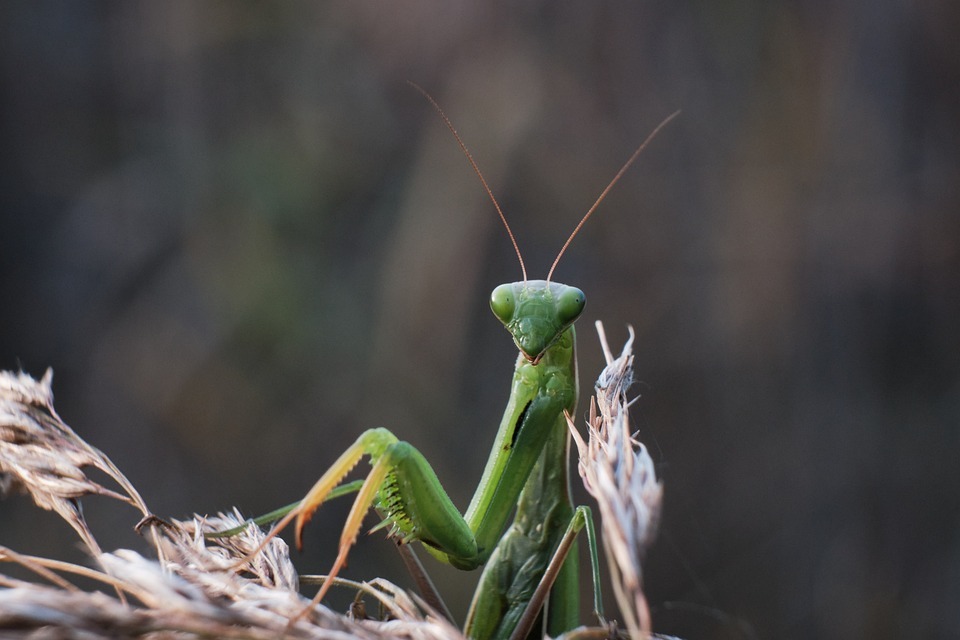 カマキリは預言者？カマキリを見かけた時のスピリチュアルサインを解説！