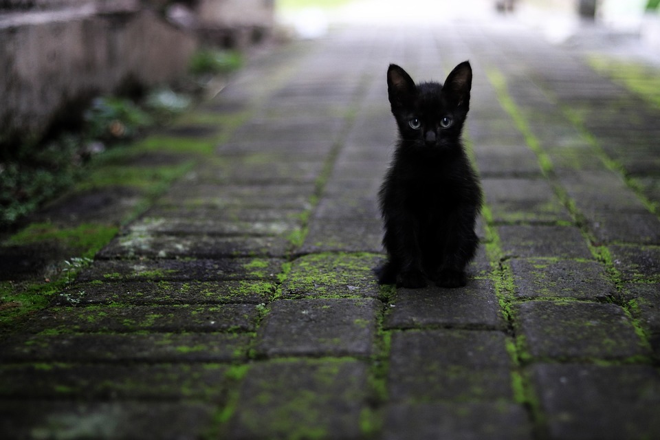 黒猫は幸運の象徴 スピリチュアルな意味を解説！