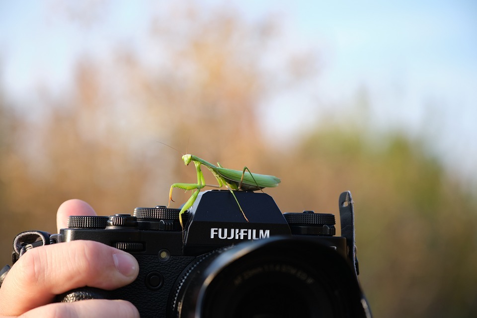 カマキリは預言者？カマキリを見かけた時のスピリチュアルサインを解説！