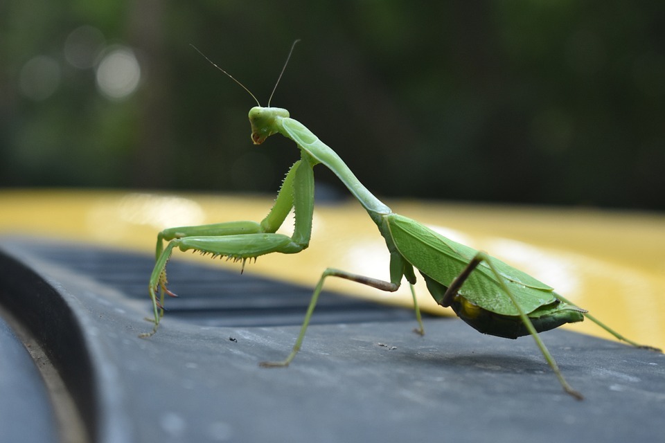 カマキリは預言者？カマキリを見かけた時のスピリチュアルサインを解説！