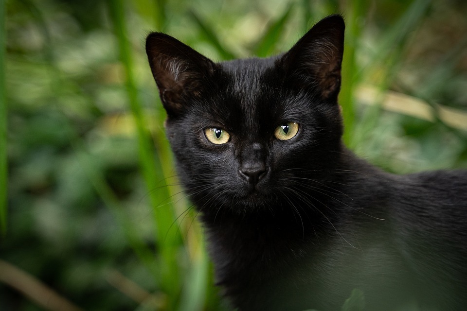 黒猫は幸運の象徴 スピリチュアルな意味を解説！